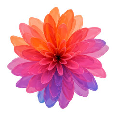 Vibrant gradient dahlia flower isolated on transparent background