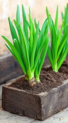 Fototapeta premium Eco-friendly greenhouse with raised vegetable and herb beds in wooden boxes on a sunny spring day