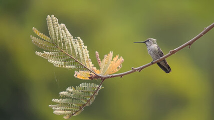 Female Anna's Hummingbird on Tree Branch, Green Background