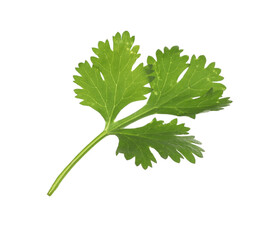 Fresh cilantro sprig isolated on white. Aromatic condiment