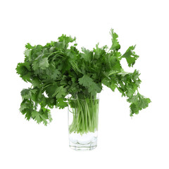 Bunch of aromatic cilantro in glass isolated on white