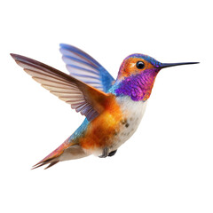 Fototapeta premium Colorful hummingbird with wings spread against a black background in a close up shot