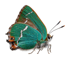 Captivating butterfly sighting natural habitat vibrant colors perspective isolated on transparent background