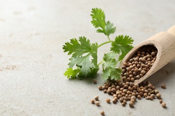 Coriander seeds and fresh cilantro sprig on grey textured table, closeup. Space for text