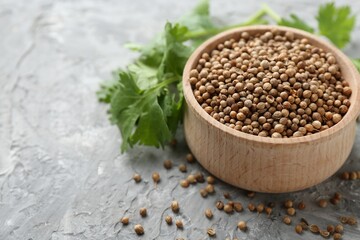 Coriander seeds and fresh cilantro sprigs on grey textured table, closeup. Space for text
