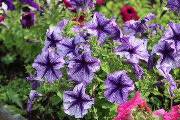 Sweden. Petunia is genus of 20 species of flowering plants of South American origin. The popular flower of the same name derived its epithet from the French.