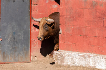 Bull promotes rustic charm while peeking through a barn wall on a sunny day