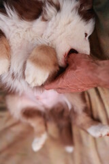 Dog is laying on a bed with its paw on a person's hand