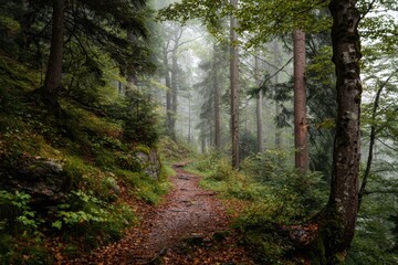 Obraz premium Misty Forest Path Through the Woods.