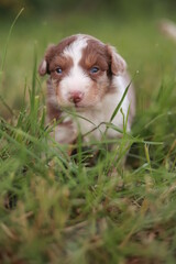 Puppy is standing in the grass with its head down