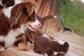 Brown and white dog is laying on a blanket next to a small brown