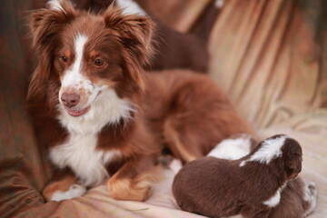 Brown and white dog is laying on a couch with two puppies
