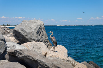 A great blue heron standing on large coastal rocks by the deep blue sea on a bright sunny day.
