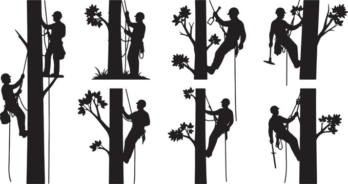 Silhouette tree climber with rope and equipment on white background, tree climber, silhouette, arborist, climbing, rope, harness, helmet, safety, equipment, tree, branch, nature, outdoor, activity, wo
