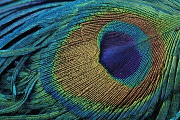 Obraz premium Vibrant peacock feather detail