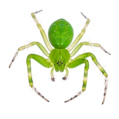 Obraz premium Green spider