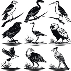 collection of birds