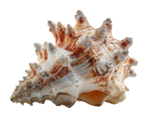 Discovering unique sea shells on the beach coastal environment nature isolated on transparent background