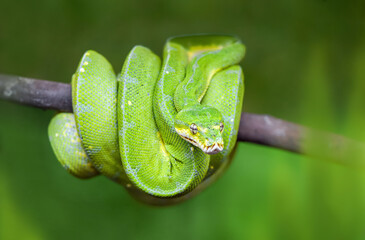 Green tree python wrapped around a branch in a vivarium. Morelia viridis, Touraine, Indre et Loire 37, région Centre Val de Loire, France, European Union, Europe