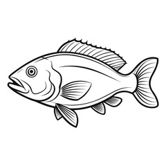 Grouper fish outline illustration isolated on white background