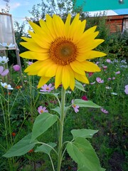 sunflowers in the field