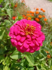 pink dahlia flower