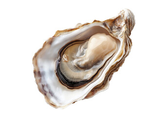 Fresh Raw Oysters with Shells Isolated on Transparent