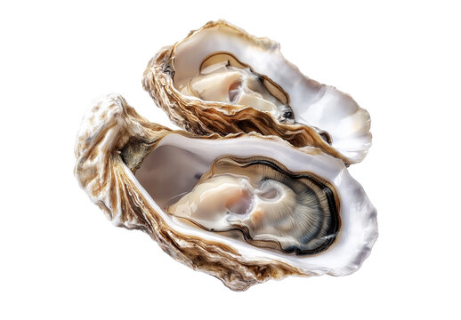 Fresh Raw Oysters with Shells Isolated on Transparent