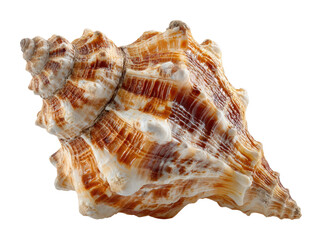 Collecting unique seashells on the beach coastal paradise nature scenic view isolated on transparent background