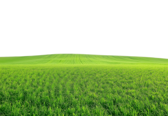 Lush Green Field Isolated on White Background. Flat Grass Field Transparent Clipart.