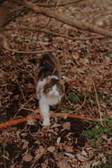 Fluffy long-haired cat with white and brown fur walks through dry autumn leaves in a forest,...