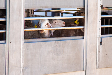 Window of a livestock truck loaded with sheep, with one sheep looking out. Close-up.