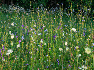 Natural meadow with various plants and colorful flowers. Beautiful nature background. Biodiversity and environment. Biologically valuable grasslands