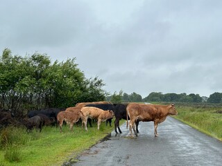 Cows Gower Island