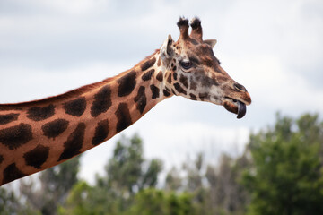 Cute Funny Giraffe Sticking Tongue Out