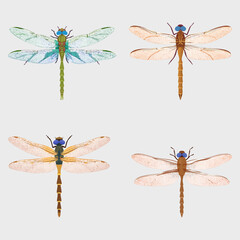 Dragonfly collection, vector illustration. 