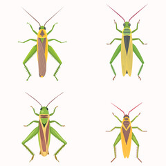 Grasshopper collection, vector illustration. 