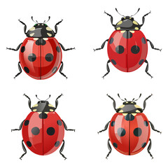 Ladybug collection, vector illustration. 