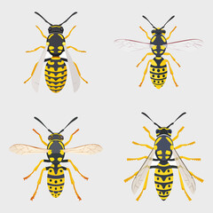 Wasp collection, vector illustration. 