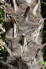 Palm tree trunk background close up