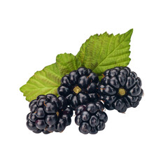 Juicy ripe blackberry cluster on thorny vine, glistening morning dew