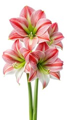 Fototapeta premium Striking Amaryllis Blooms in White and Red Stripes on a Clean White Backdrop