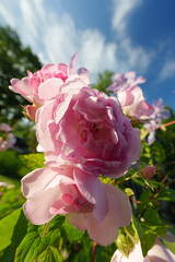 Pink and White Rose Close-up