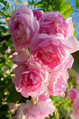 Pink and White Rose Close-up