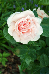 Pink and White Rose Close-up