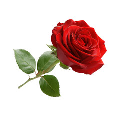 Bright red rose with green leaves isolated on a white background showcasing natural beauty and elegance
