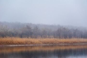 a calm lake with dry reeds covered with thick morning fog