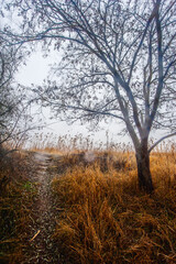 A dense forest of acacia, bare of leaves, covered in a light morning mist and a cloudy sky, through which runs a dirt road flooded with rainwater.