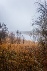 a calm lake with dry reeds covered with thick morning fog
