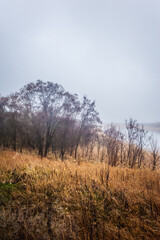 a calm lake with dry reeds covered with thick morning fog